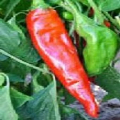 NuMex Sandia Peppers HP169-20