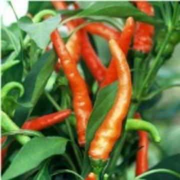 NuMex Sunburst Pepper Seeds