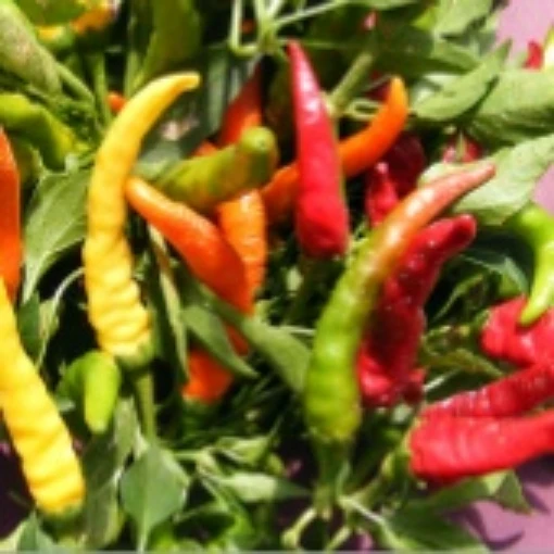 NuMex Sunflare Hot Peppers HP171-20
