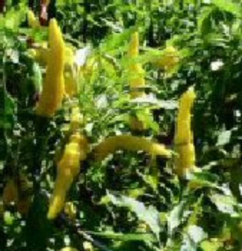 NuMex Sunglow Hot Peppers HP172-20