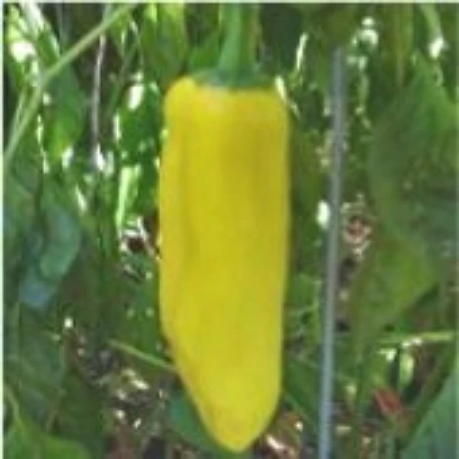 NuMex Sunrise Hot Peppers HP173-20