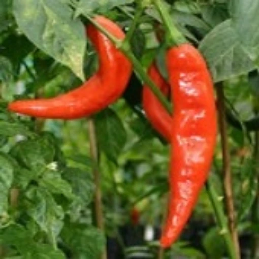 NuMex Sunset Hot Peppers HP174-20