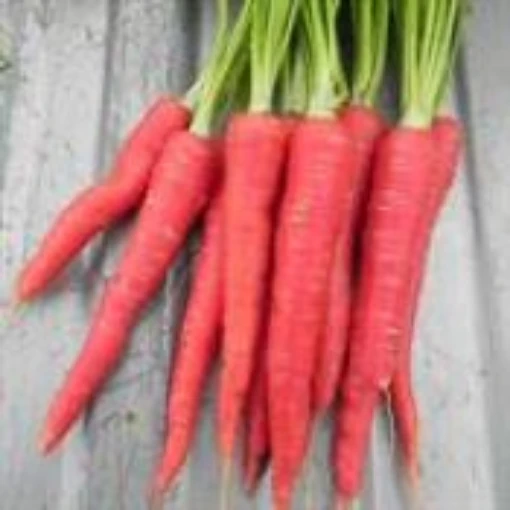 Nutri Red Carrots CT19-100