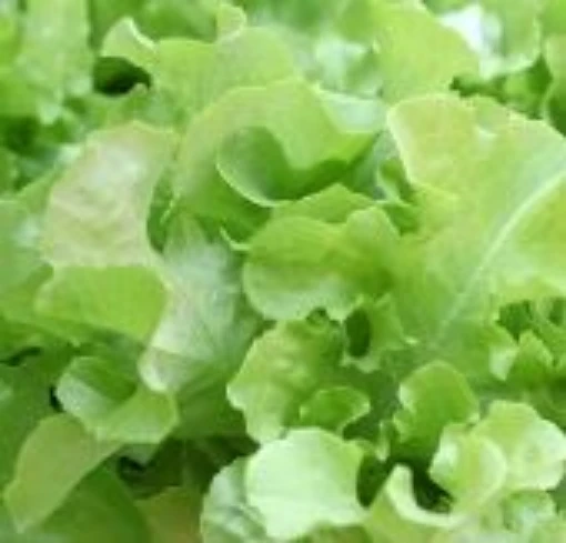 Oak Leaf Lettuce LC14-100