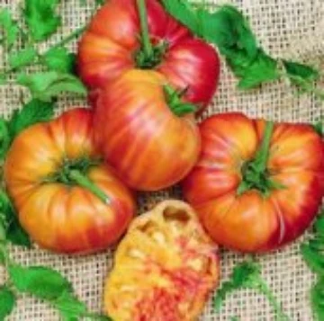 Tomato O | Reimer Seeds