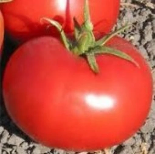 Old Virginia Tomato TM155-10
