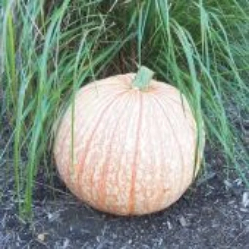One Too Many Pumpkins PM35-10