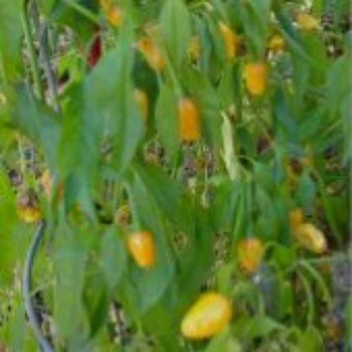 Orange Blossom Hot Peppers HP376-20
