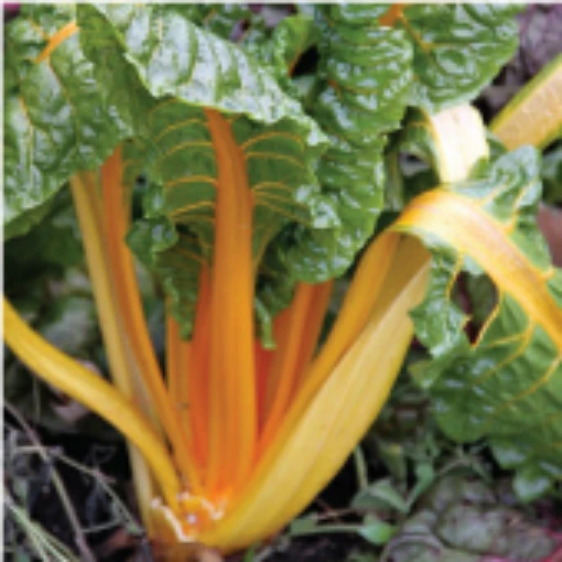 Orange Fantasia Swiss Chard SW7-50
