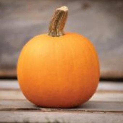 Orange Smoothie Pumpkins PM25-10