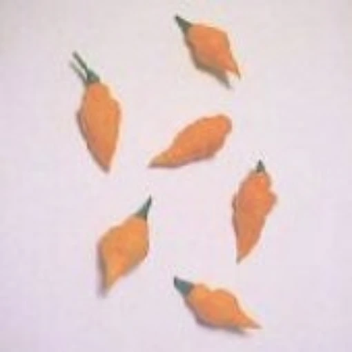 Orange Teapot Hot Peppers HP1489-10