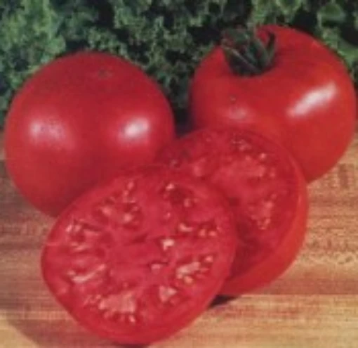Oregon Spring Tomato TM99-20