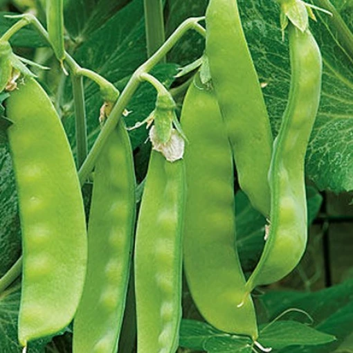 Oregon Sugar Pod II Snow Peas PE5-50