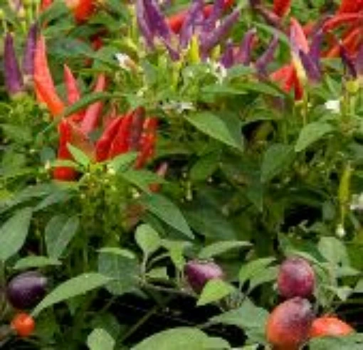 Ornamental Mix Hot Peppers HP1972-20