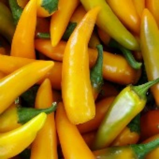 Orozco Hot Peppers HP178-10