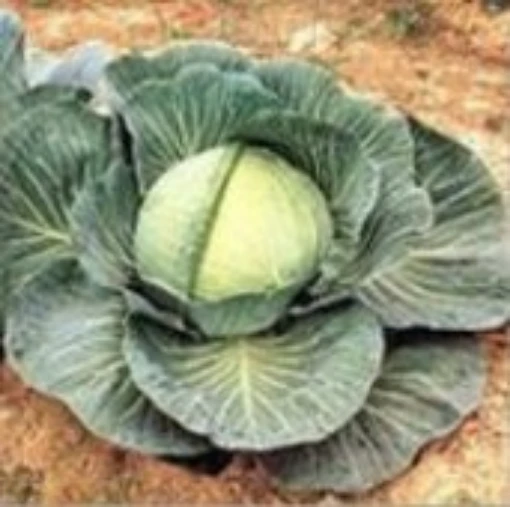 OS Cross Cabbage CB6-50