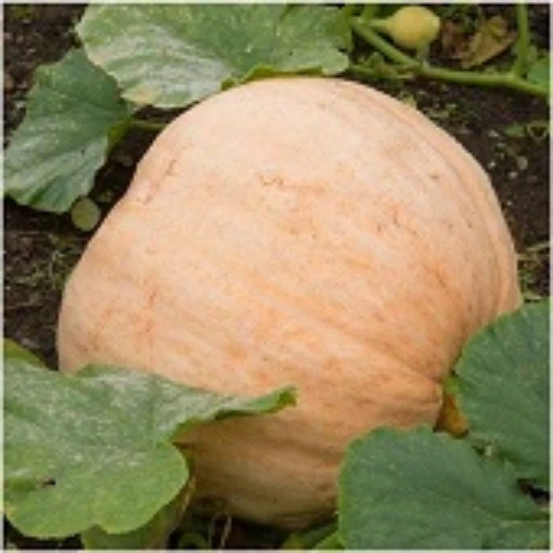 Pacific Giant Pumpkins PM42-10