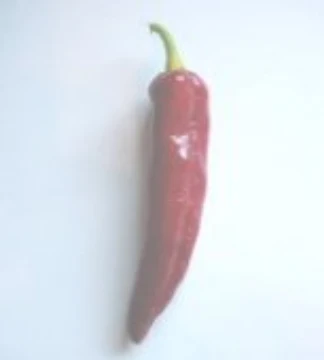 Hot Peppers P | Reimer Seeds