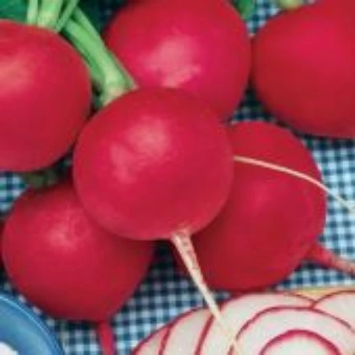 Parat German Giant Radishes RD7-100