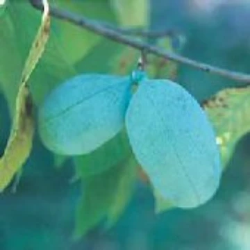 Pawpaw Tree Seeds