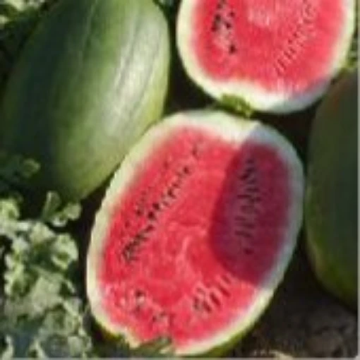 Peacock Improved Watermelons WM58-20