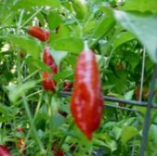 Peanut Hot Peppers HP950-20