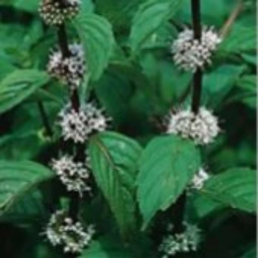 Pennyroyal HB123-100