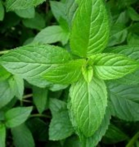 Peppermint HB78-100