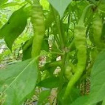 Pepperoncino Pepper Seeds