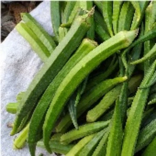Perkins Mammoth Long Okra OK12-20_Base
