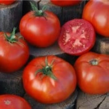 Peron Tomato Seeds