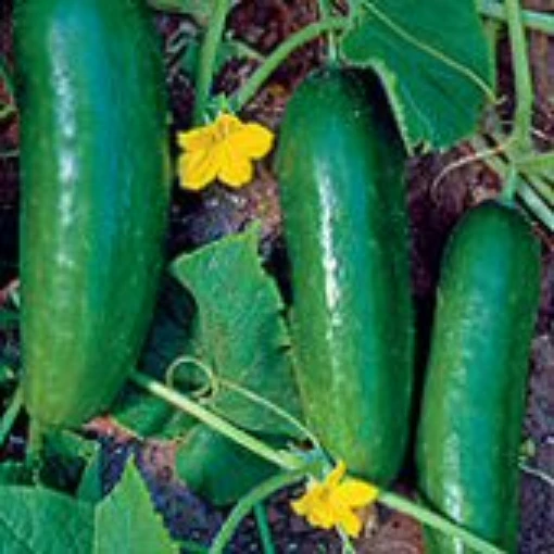 Persian Middle East Cucumbers CU19-20