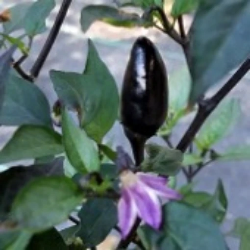 Peruvian Purple Hot Peppers HP1013-10