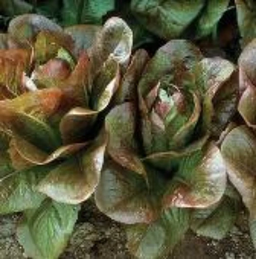 Petite Rouge Lettuce LC58-100
