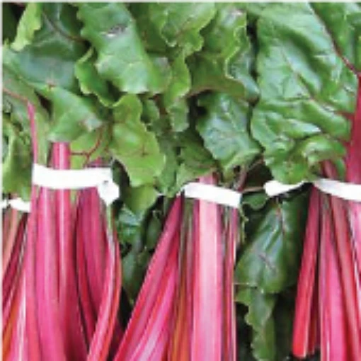 Pink Lipstick Swiss Chard SW8-50
