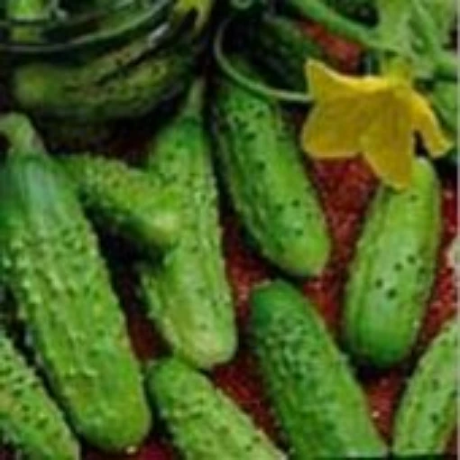 Pioneer Cucumbers CU56-20