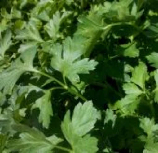 Plain Parsley (Single Italian) HB178-100