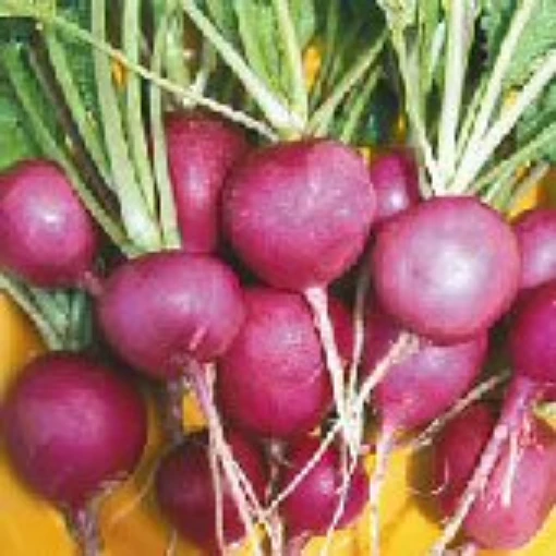Purple Plum Radishes RD44-50_Base