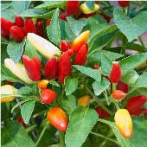 Prairie Fire Hot Peppers PVP HP189-20