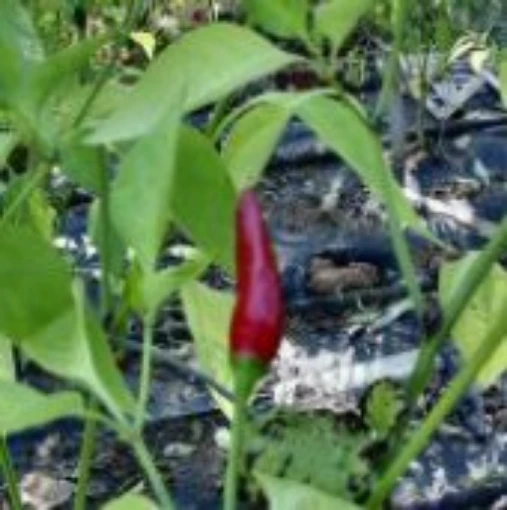 Prik Ki Nu Hot Peppers HP1111-20