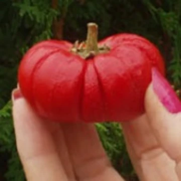 Pumpkin Pepper Seeds
