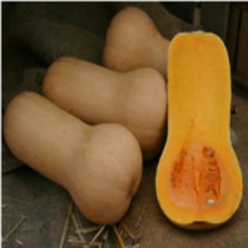 Puritan Butternut Squash SQ73-20