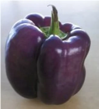 Purple Beauty Pepper Seeds