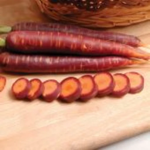 Purple Haze Carrots CT31-100