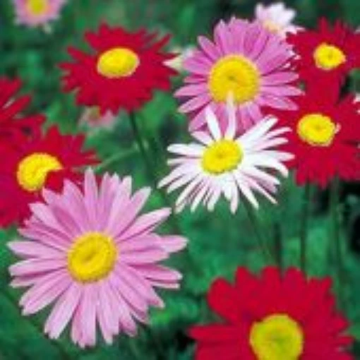 Pyrethrum (Painted Daisy) HB164-50