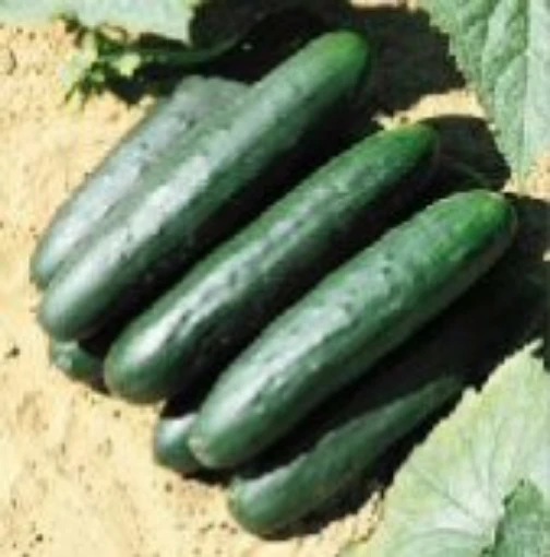 Raider Cucumbers CU69-20
