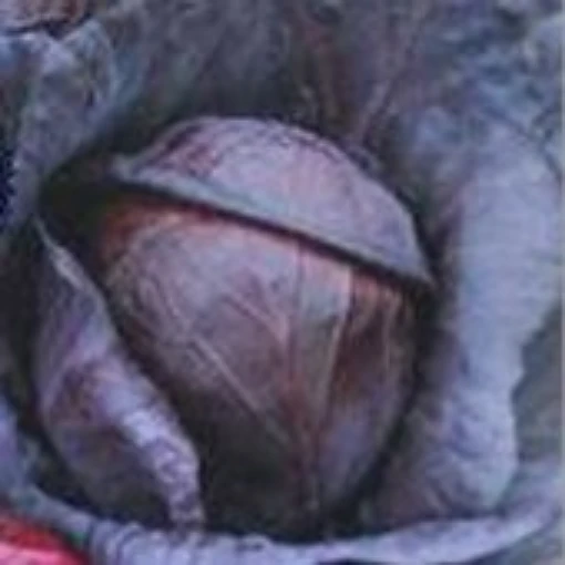 Red Acre Cabbage CB13-50