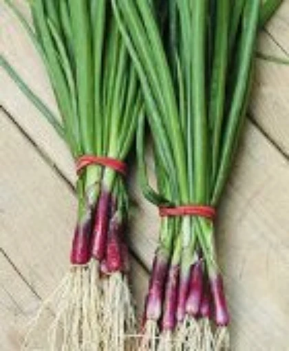 Red Baron Bunching Onions ON31-100