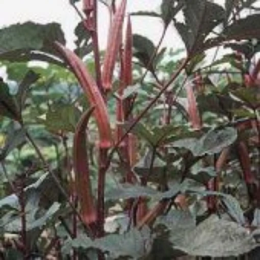 Red Burgundy Okra OK2-20