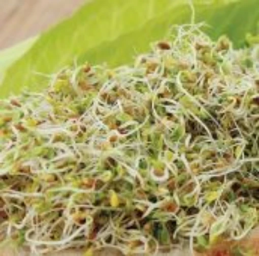 Red Clover Sprouting Seeds SS4-200